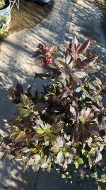 Weigela Nana Purpurea – Weigela Florida Vaso 18 cm - immagine 2