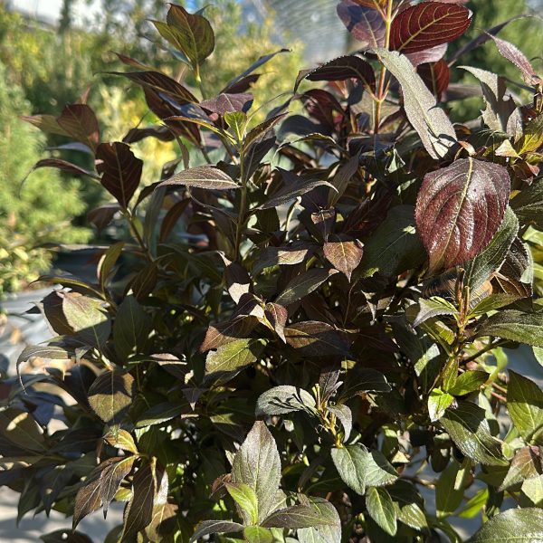Weigela Nana Purpurea – Weigela Florida Vaso 18 cm