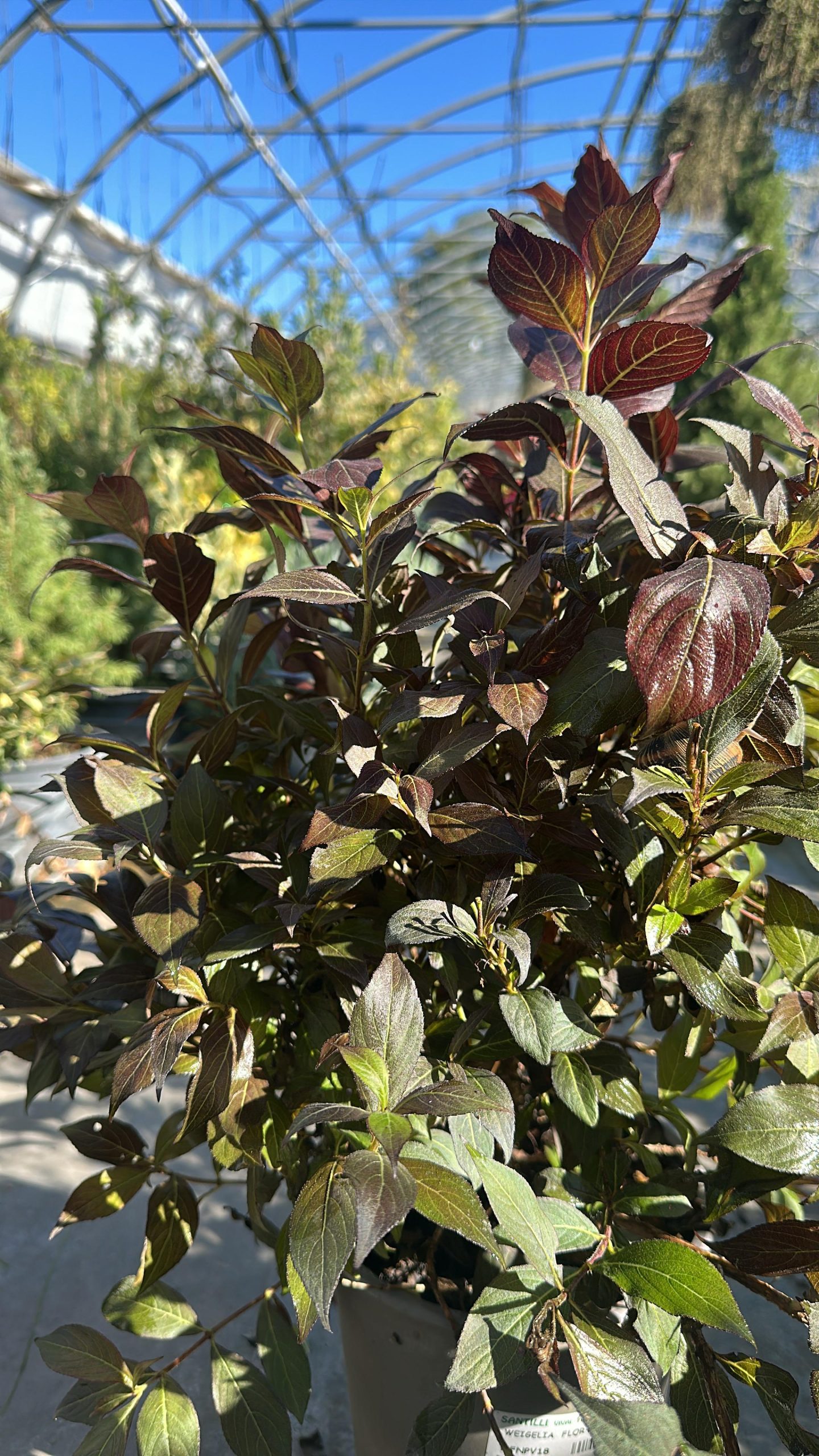 weigelia florida nana purpurea 2 Weigela Nana Purpurea – Weigela Florida Vaso 18 cm - immagine 1