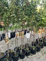 Pianta da Frutto Albicocca Bella D'Imola Vaso 24 cm - immagine 2
