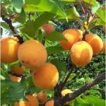 Pianta da Frutto Albicocca San Castrese Vaso 24 cm - immagine 2