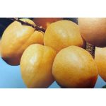 Pianta da Frutto Albicocca Sungiant Vaso 24 cm - immagine 2