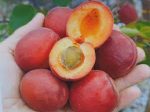 Pianta da FruttoAlbicocca Tonda Rossa Vaso 24 cm - immagine 2