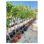 Pianta da FruttoAlbicocca Tonda Rossa Vaso 24 cm
