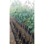 Pianta da Frutto Albicocca Vitillo Vaso 24 cm - immagine 2