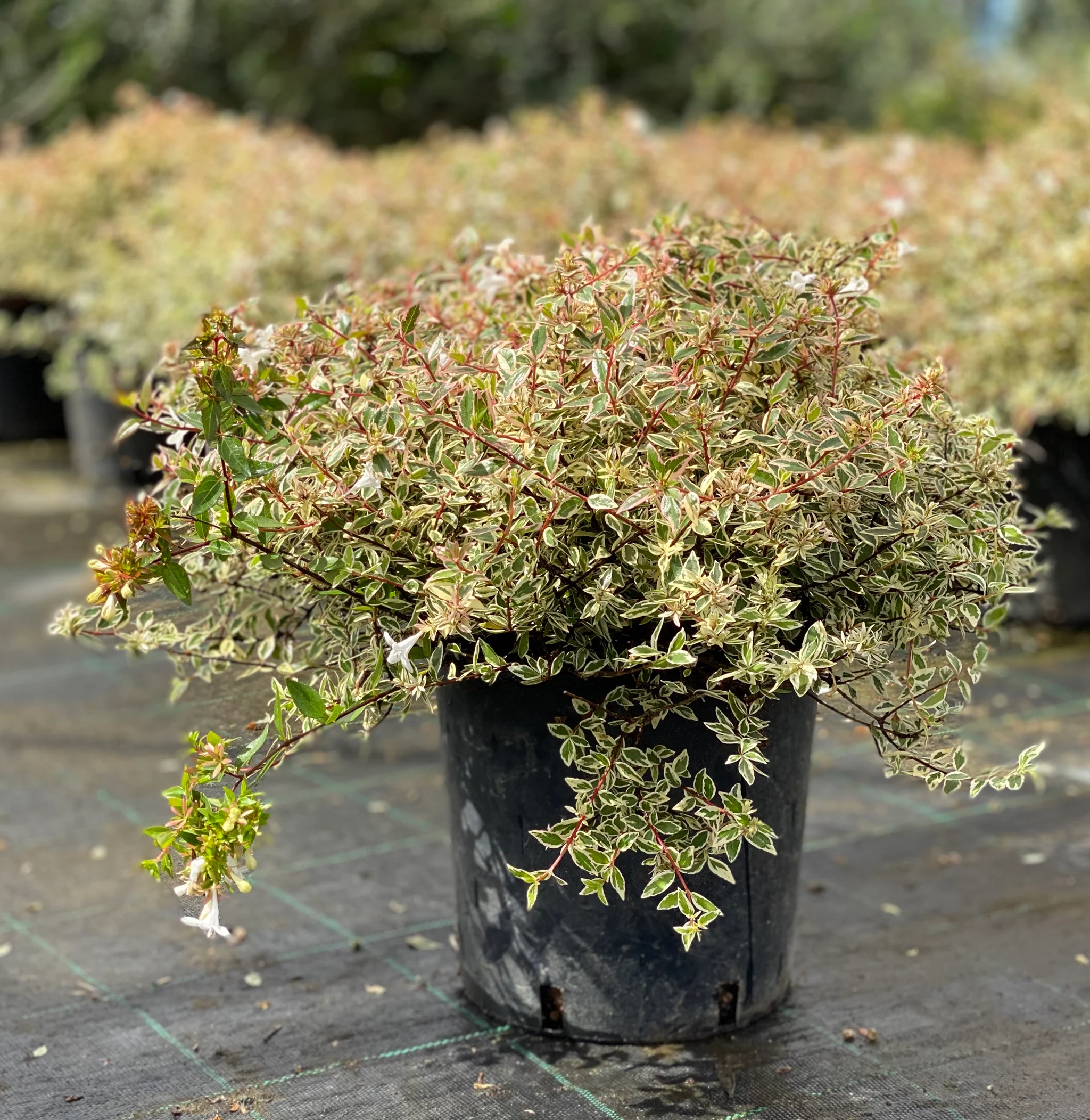 Abelia Grandiflora vaso 15 Abelia X Grandiflora Vaso 15 cm - immagine 1