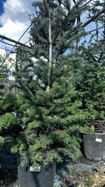 Abies Nordmanniana - Abete del Caucaso Albero di Natale Vaso 33 cm 130/170H