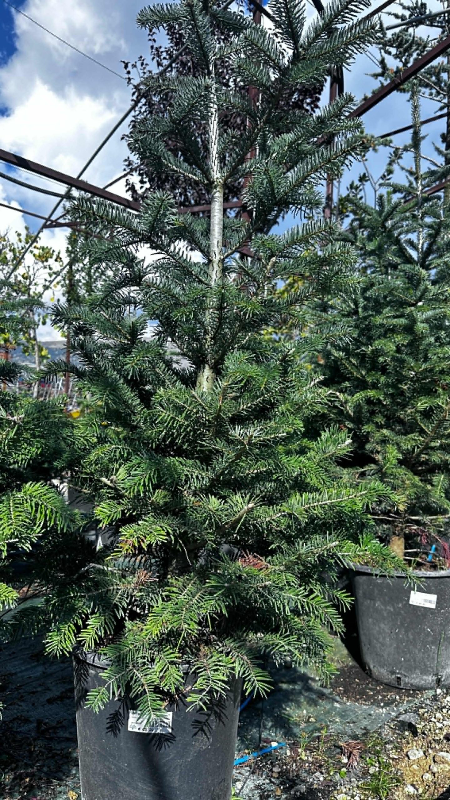 Abies Nordmanniana - Abete del Caucaso 1 Abies Nordmanniana - Abete del Caucaso Albero di Natale Vaso 33 cm 130/170H - immagine 1