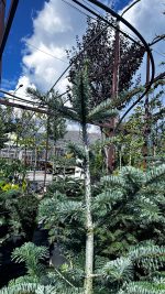 Abies Nordmanniana - Abete del Caucaso Albero di Natale Vaso 33 cm 130/170H - immagine 2