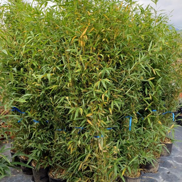 Bambusa Pyllostachys Aurea - Bambù Vaso 24 cm H120/150