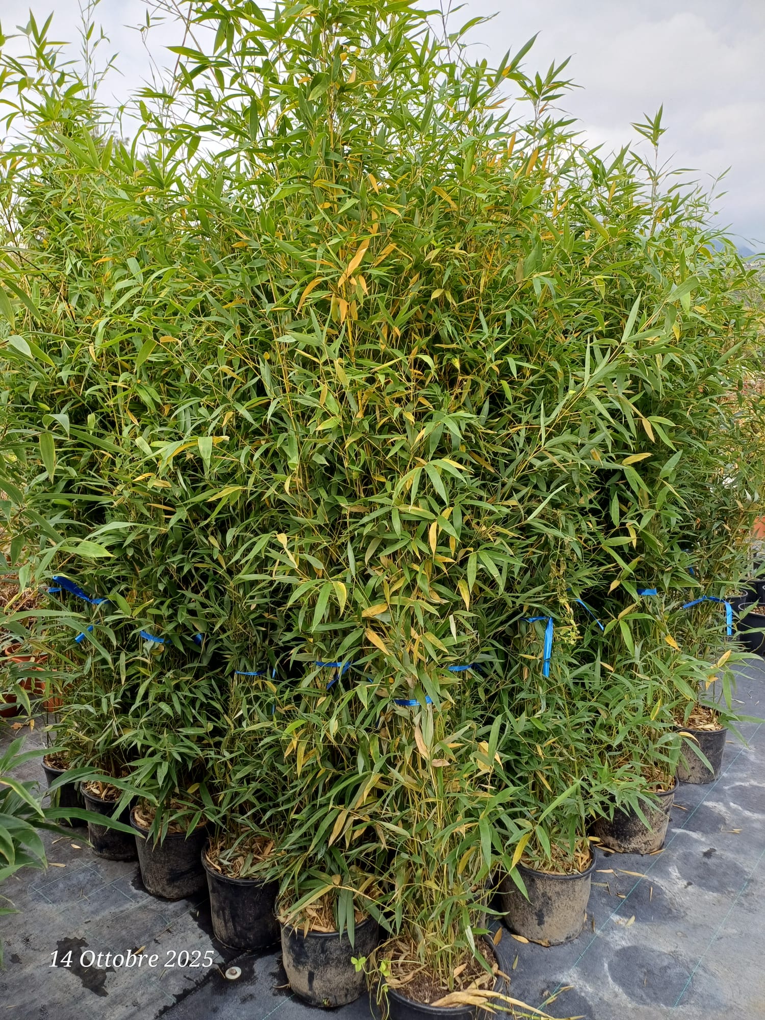 BAMBU' 24 Bambusa Pyllostachys Aurea - Bambù Vaso 24 cm H120/150 - immagine 1