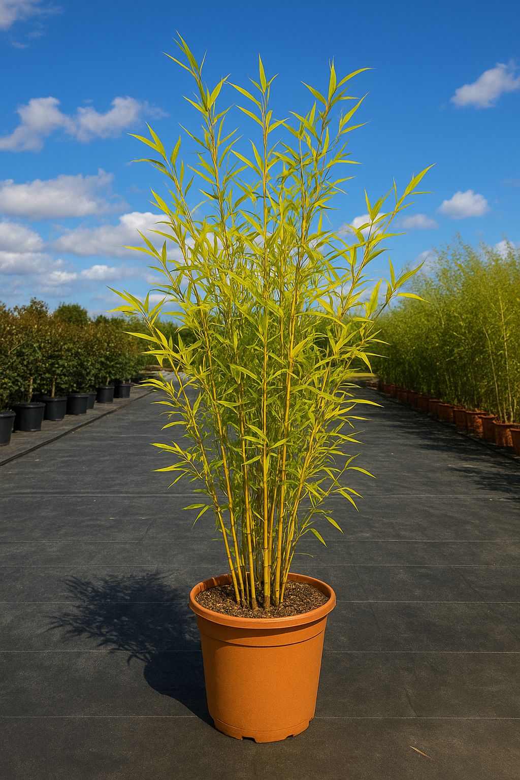 BAMBU' AUREA Bambusa Pyllostachys Aurea – Bambù H120/150 - immagine 1