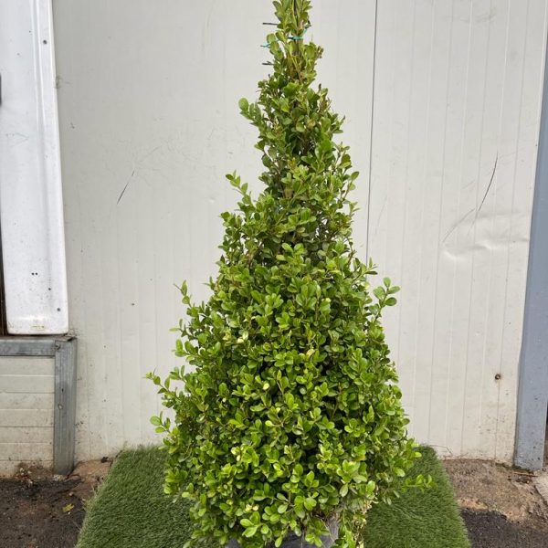 Buxus sempervirens - Piramide Bosso H100