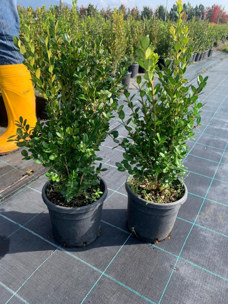 BOSSO VASO 24 Buxus Sempervirens - Bosso Vaso 24 cm - immagine 1