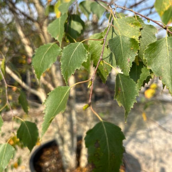 Betula Alba Ceppaia - Betulla Bianca Vaso 30 cm 200/250H