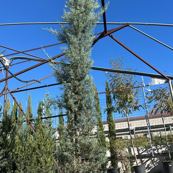 Cupressus Arizonica – Cipresso dell'Arizona Vaso 30 cm 180H