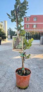 Pianta da Frutto Carrubo Ermafrodite Vaso 24 cm