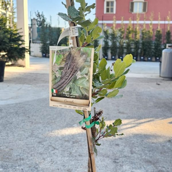 Pianta da Frutto Carrubo Ermafrodite Vaso 24 cm
