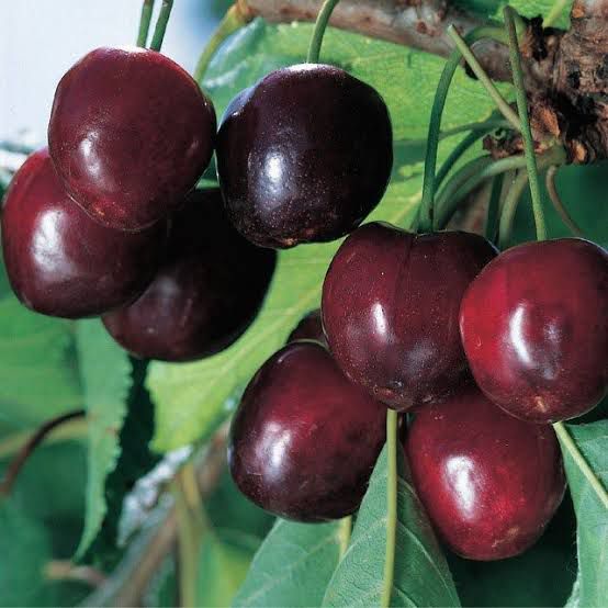 Pianta da Frutto Ciliegia Durone di Vignolia II Vaso 24 cm