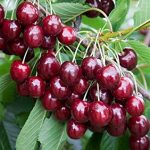 Pianta da Frutto Ciliegia Durone di Vignolia III Vaso 24 cm