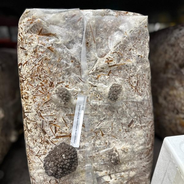 Composto Inseminato Cornucopie – Substrato Pronto per Funghi Pleurotus Citrinopileatus