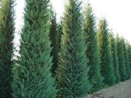 Cupressus Leylandii Castlewellan Gold - Cipresso Vaso 60 cm