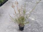 Callistemon Linearis Rigidus - Scovolino Vaso 18 cm