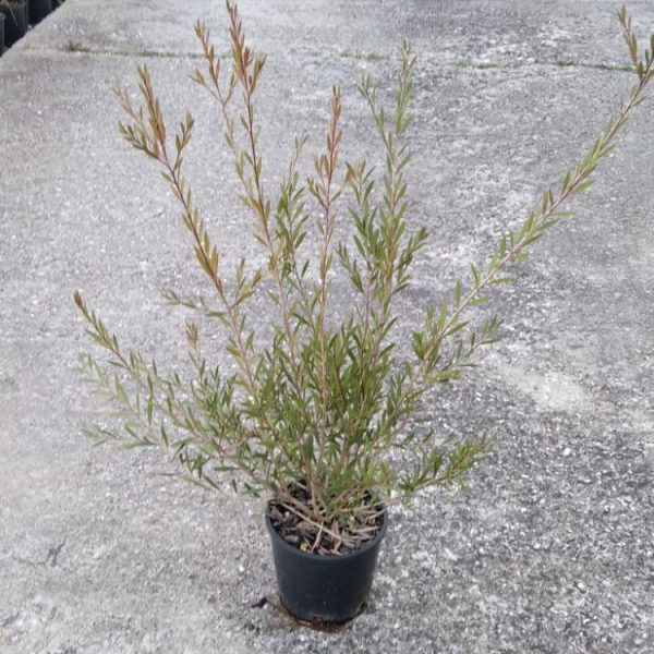 Callistemon Linearis Rigidus - Scovolino Vaso 18 cm