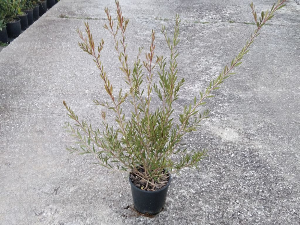 Callistemon Linearis Rigidus - Scovolino 2 Callistemon Linearis Rigidus - Scovolino Vaso 18 cm - immagine 1