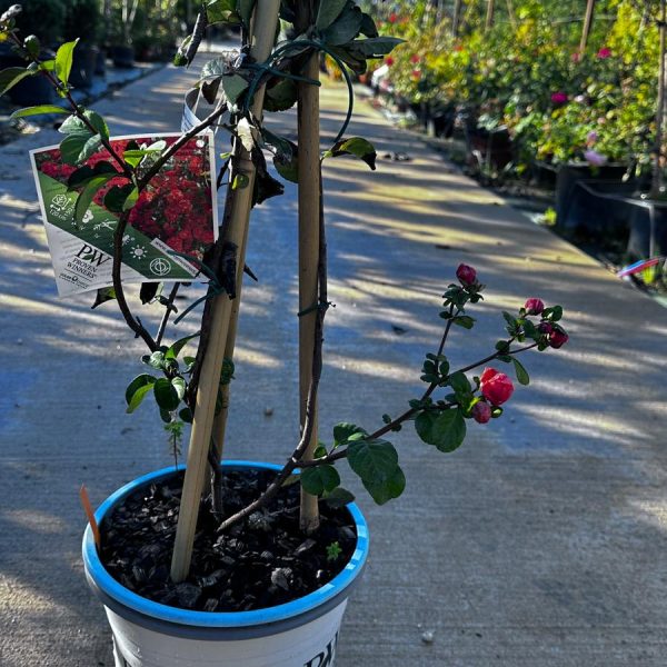 Chaenomeles Orange Storm - Cotogno Giapponese Vaso 20 cm