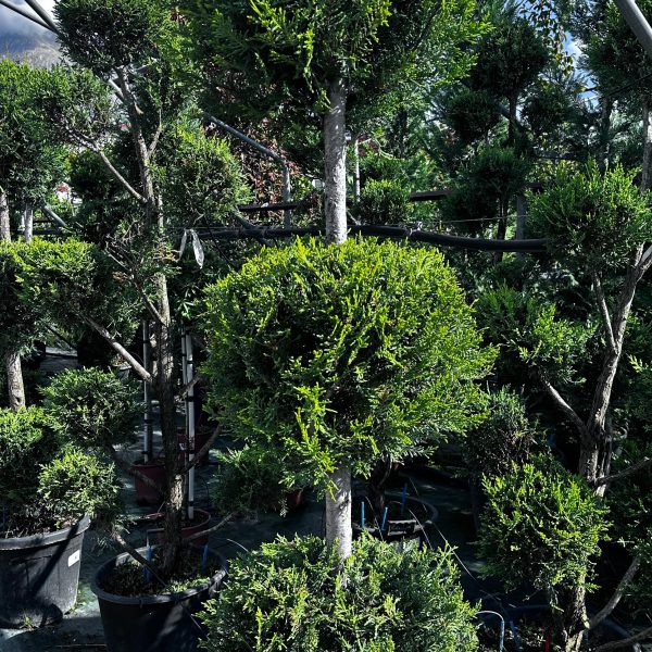 Cupressus Leylandii Forma a 2 o 3 Palle - Cipresso Vaso 33 cm
