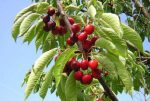 Pianta da Frutto Ciliegia Durone di Vignolia III Vaso 24 cm - immagine 2