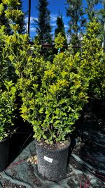 Euonymus in Varietà - Evonimo Vaso 33 cm
