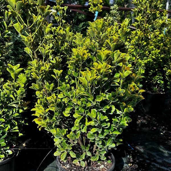 Euonymus in Varietà - Evonimo Vaso 33 cm