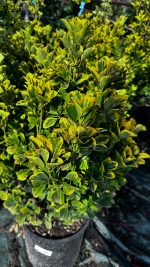 Euonymus in Varietà - Evonimo Vaso 33 cm - immagine 2