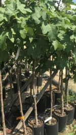 Pianta da Frutto Fico Dottato Vaso 24 cm