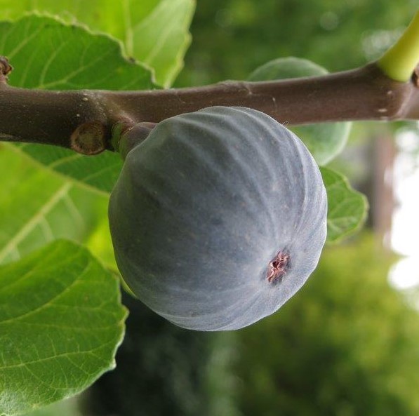 Pianta da Frutto Fico Nero Del Portogallo Vaso 24 cm