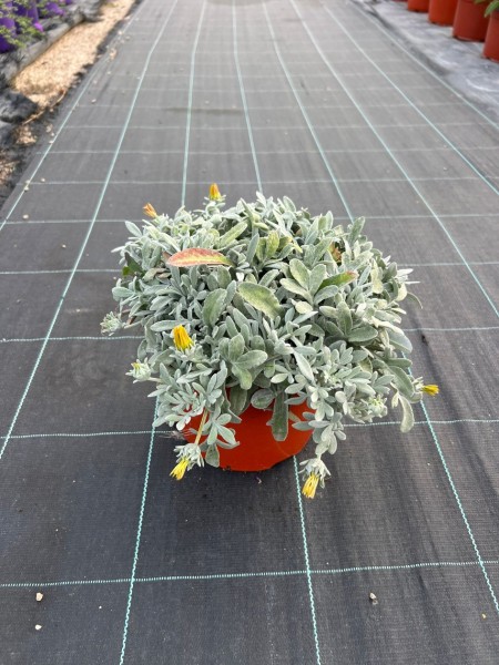 Gazania Nivea Vaso 15 cm