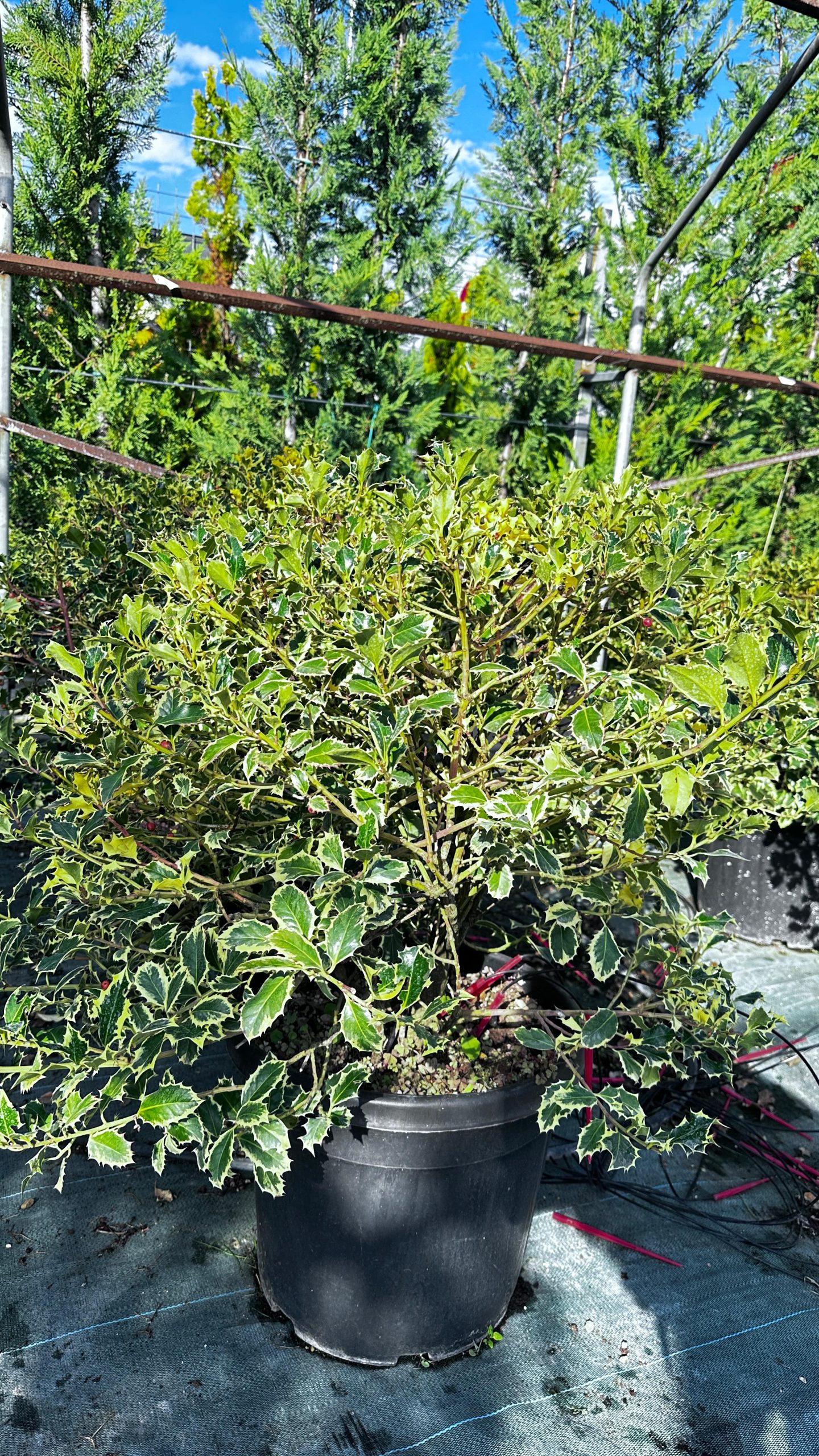 Ilex Aquifolium Argentea Marginata Palla Etna - Agrifoglio 1 Ilex Aquifolium Argentea Marginata Palla Etna - Agrifoglio Vaso 40 cm - immagine 1