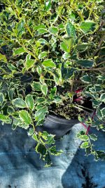 Ilex Aquifolium Argentea Marginata Palla Etna - Agrifoglio Vaso 40 cm - immagine 2