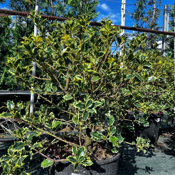 Ilex Aquifolium Argentea Marginata Palla Etna – Agrifoglio Vaso 30 cm