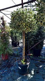 Ilex Aquifolium Marginata – Forma Piramidale con Palla Ornamentale Vaso 40 cm 100/120H