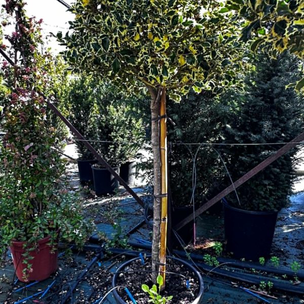 Ilex Aquifolium Marginata – Forma Piramidale con Palla Ornamentale Vaso 40 cm 100/120H
