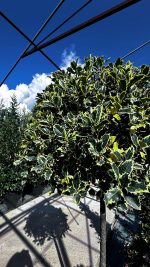Ilex Aquifolium Marginata – Forma Piramidale con Palla Ornamentale Vaso 40 cm 100/120H - immagine 2