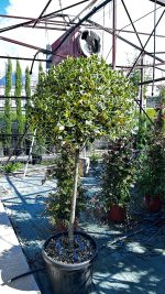 Ilex Aquifolium Marginata – Forma Piramidale con Palla Ornamentale Vaso 55 cm 130/150H