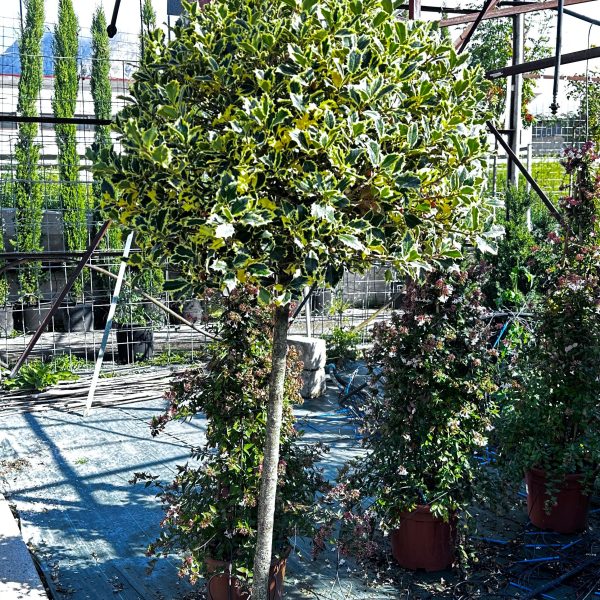 Ilex Aquifolium Marginata – Forma Piramidale con Palla Ornamentale Vaso 55 cm 130/150H