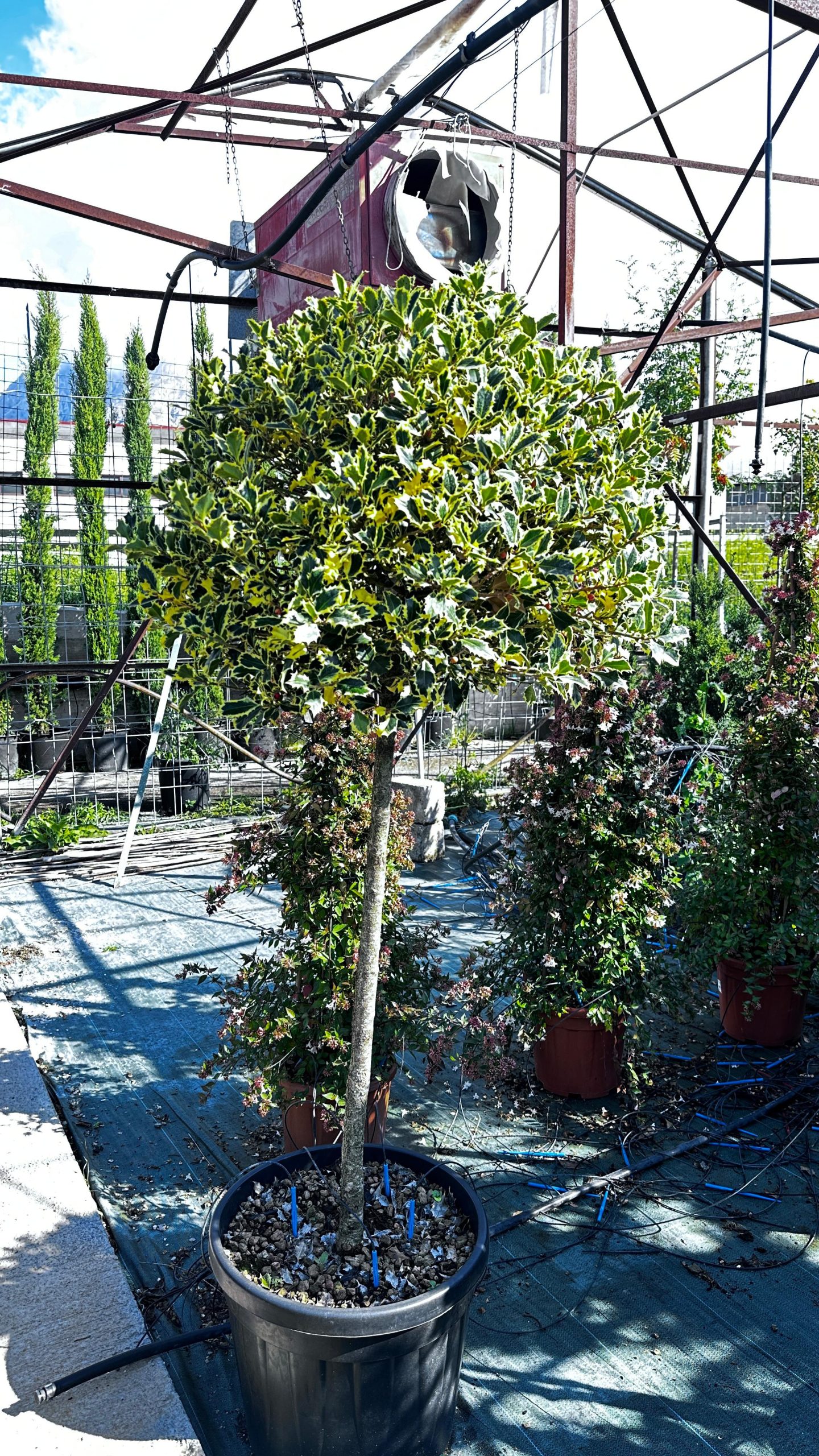 Ilex Aquifolium Marginata – Forma Piramidale con Palla Ornamentale Vaso 55 cm 1 Ilex Aquifolium Marginata – Forma Piramidale con Palla Ornamentale Vaso 55 cm 130/150H - immagine 1