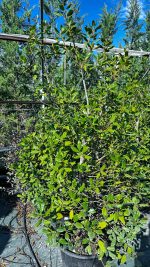 Ilex Aquifolium Nellie Stevens Pyramidalis - Agrifoglio Vaso 40 cm