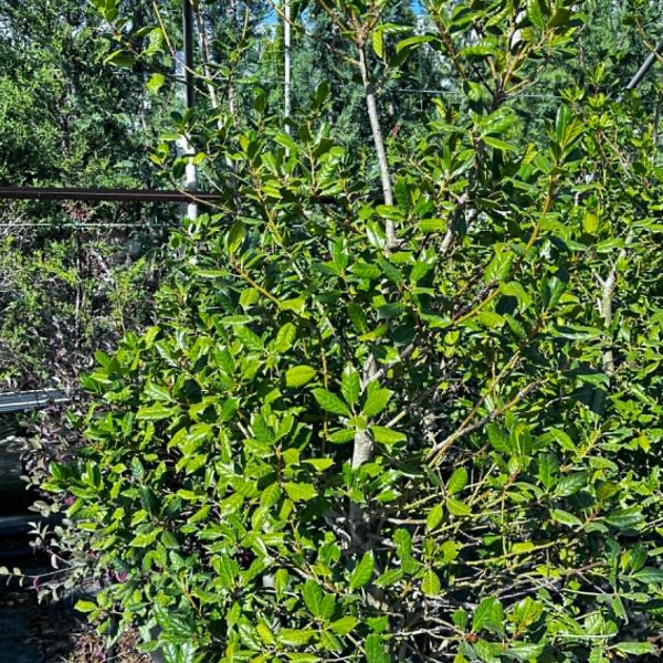 Ilex Aquifolium Nellie Stevens Pyramidalis - Agrifoglio Vaso 40 cm