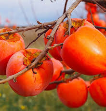 Pianta da Frutto Kako Loto di Romagna Vaso 24 cm
